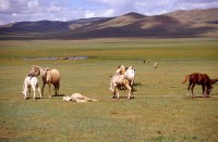 Mongolia                 