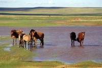 Mongolia             