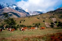 Patagonia        
